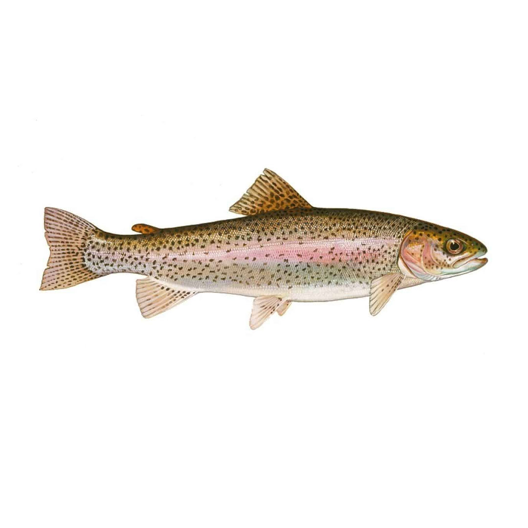 product-fish-1 ماهی قزل الا